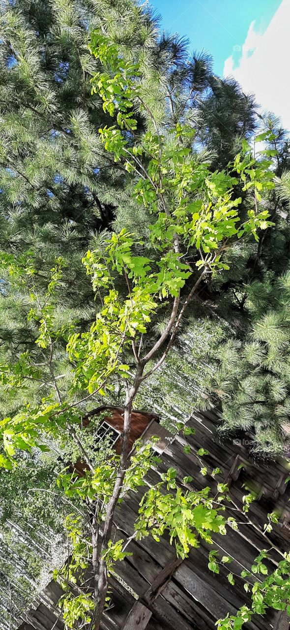 зеленая ветка на фоне кедра