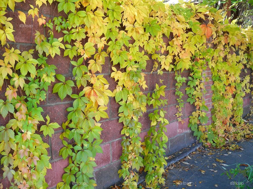 leaves on a wall