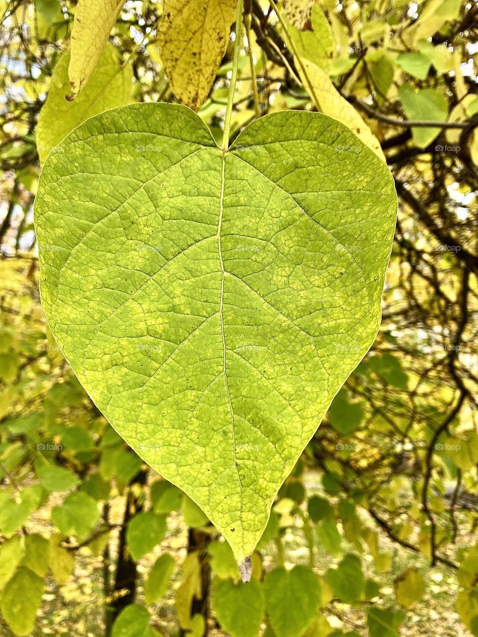 #leaf #wood
#branch #green
#autumn #