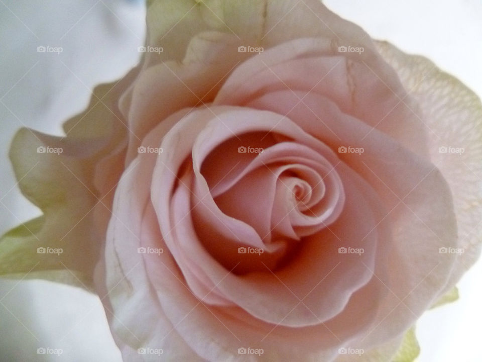 herbs pink flower rose by leilaelisabeth