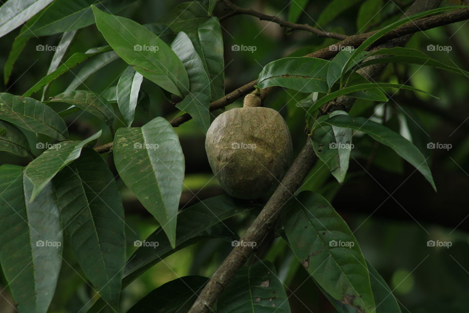 Annona reticulata is a small deciduous or semi-evergreen tree in the plant family Annonaceae and part of the Annonas group. It is best known for its fruit, called custard apple