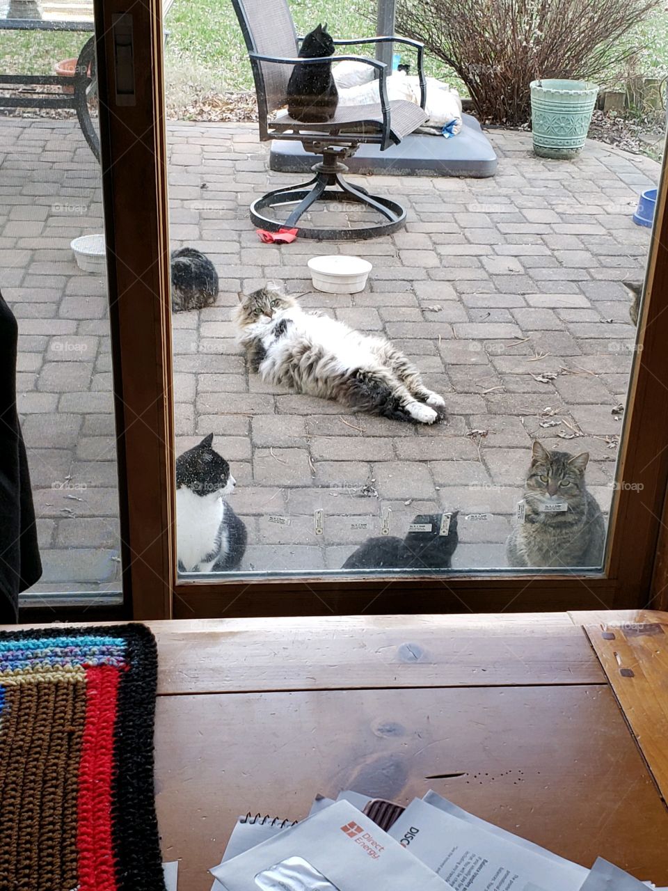 outdoor cats hanging out
