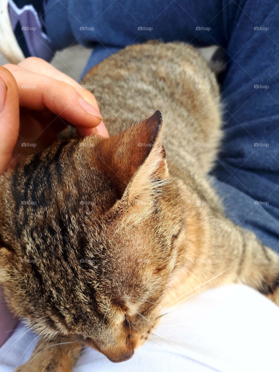 This is now my family cat.She still have no name, because it came a few days ago with us while we were working in the field.She is very dear.We thought it was our old cat because it was the same, but it did not.The likes of caressing and enjoying it