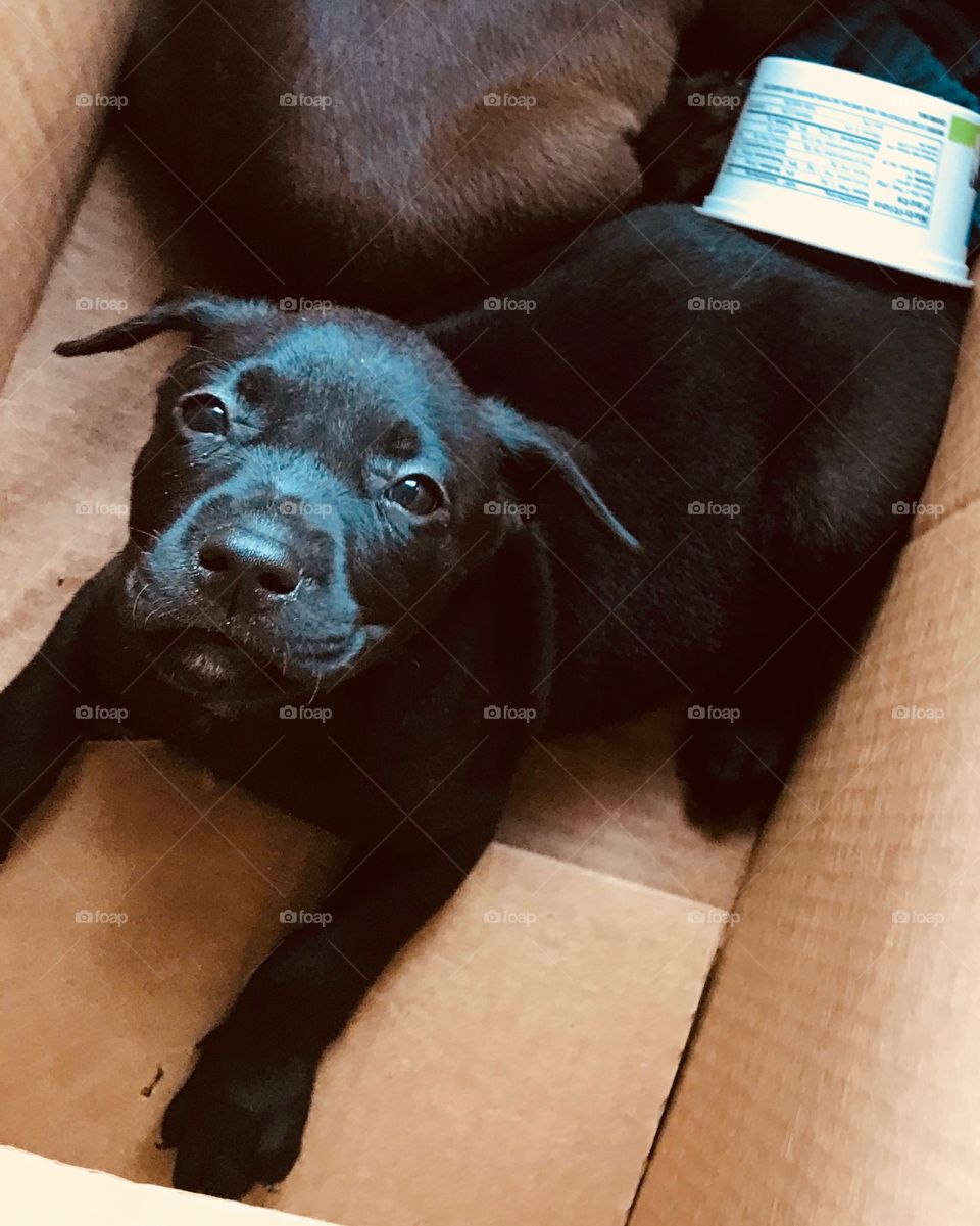 Black seven week old Chocolate Labrador and Pitt Bull mix puppy wearing his water container on his butt while headed to his new home in South Georgia.