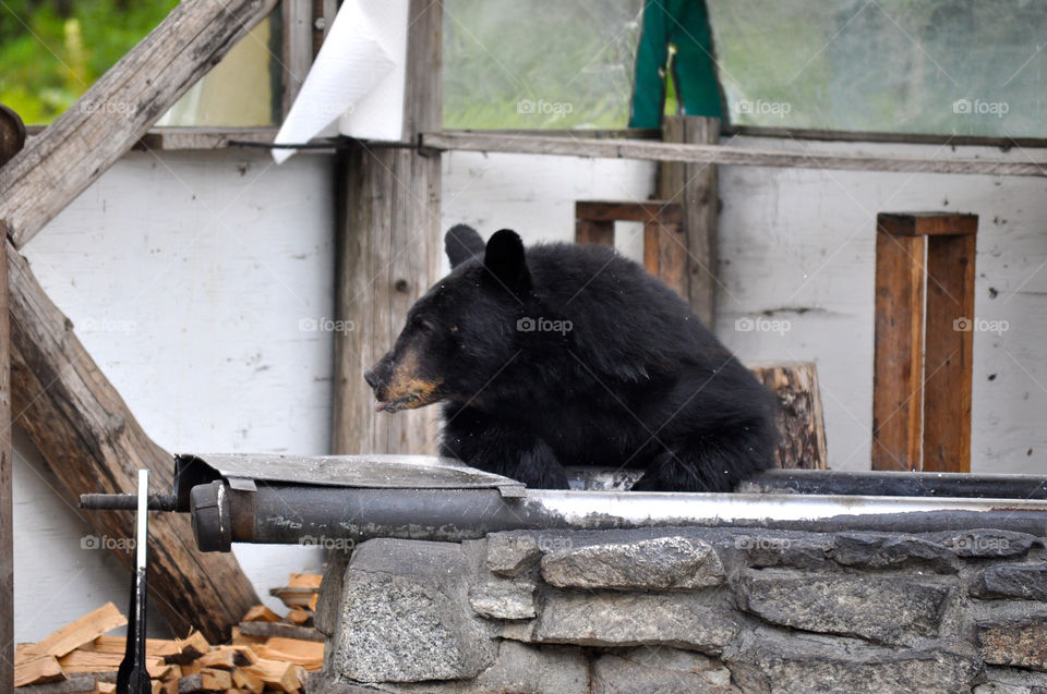 Wood, No Person, Mammal, Outdoors, One