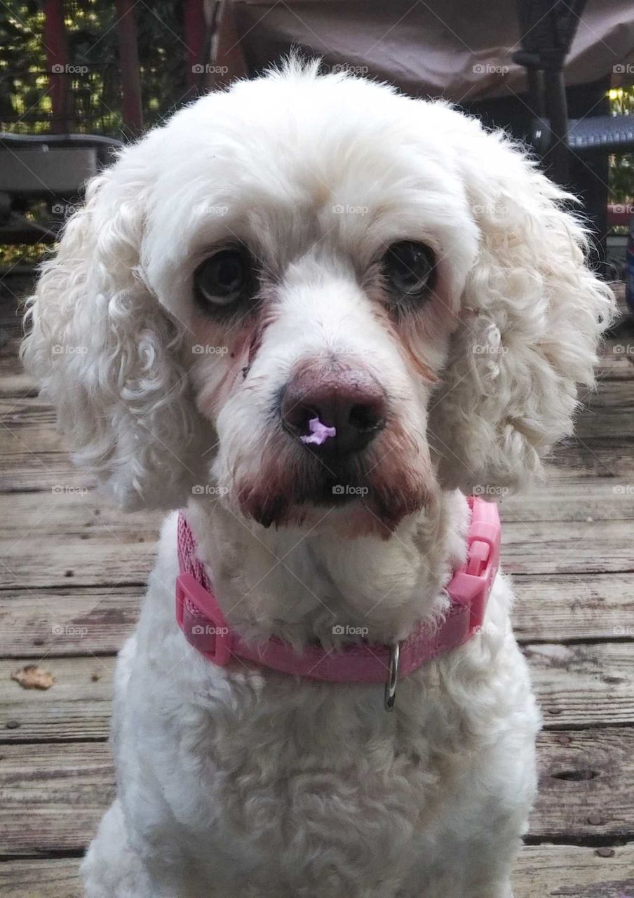 Poodle with Cherry Blossom Petal Stuck on Her Nose