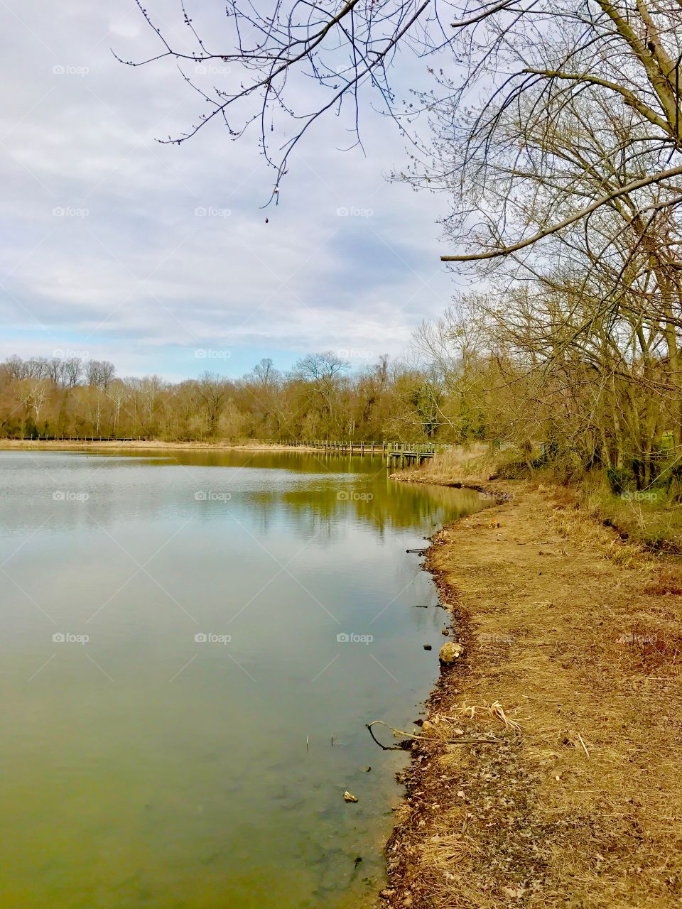 Golden pond