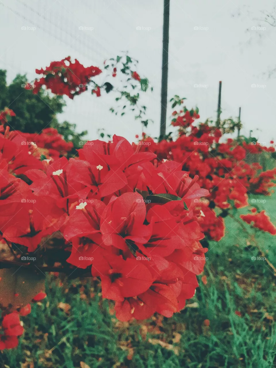 Cerca de flores