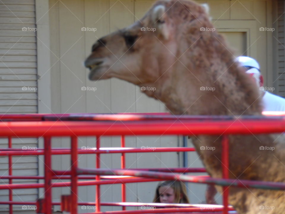 camel 🐪. This was a featured animal at the Oct festival 2015.