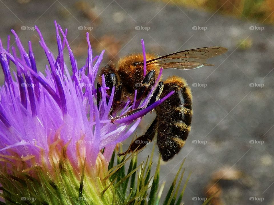 bee on a flower