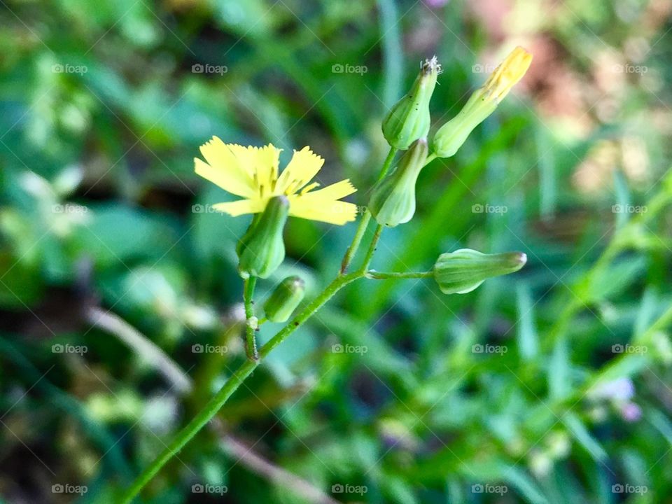 Yellow wildflowers 