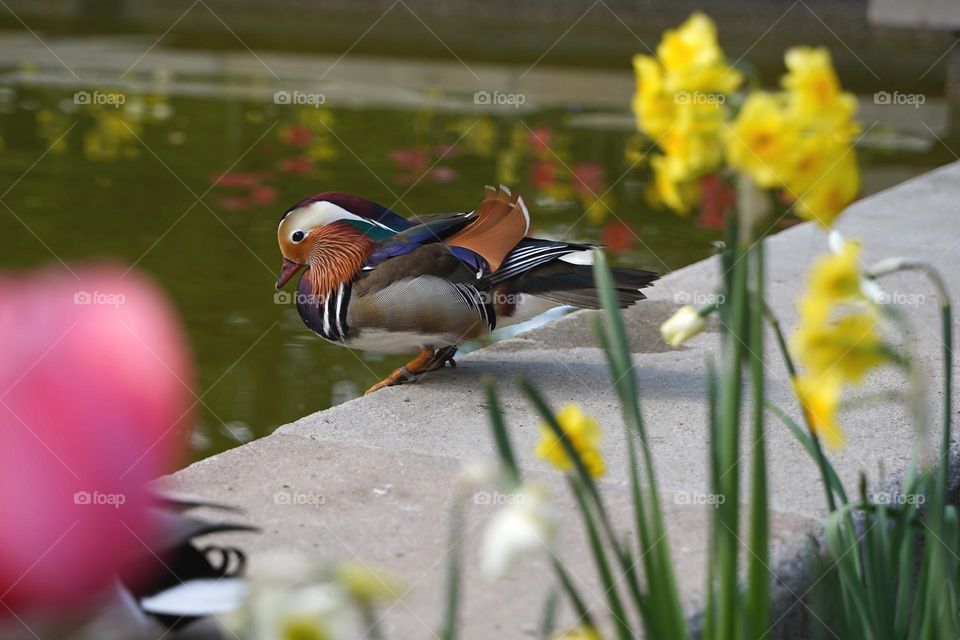 mandarin duck