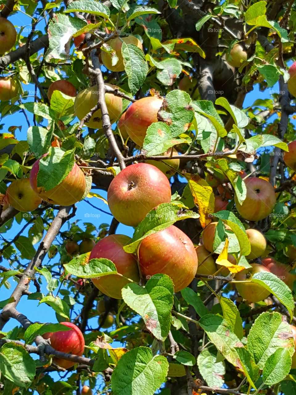 Close-up of apple tree