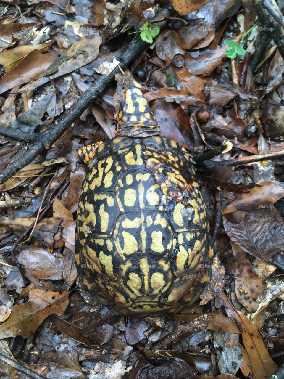 Carolina box turtle 
