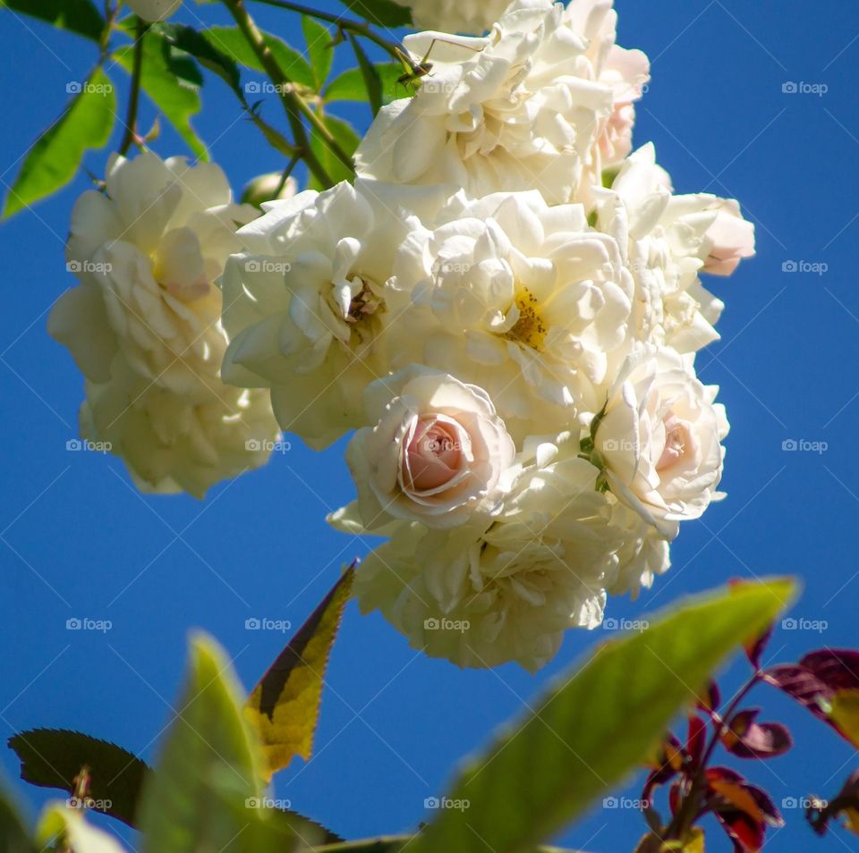 🌹 flower white