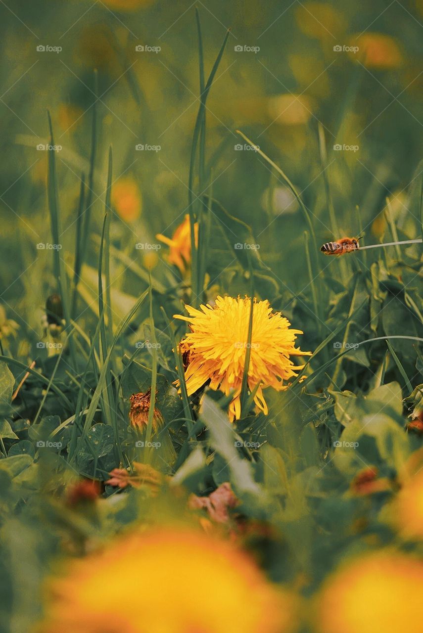 a little Honeybee flying home