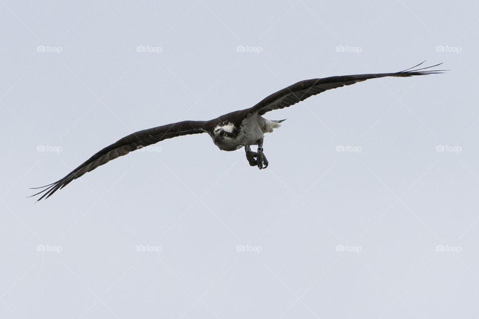 Osprey in flight
