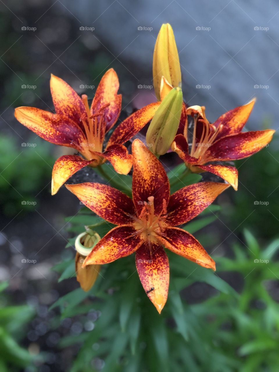A flower does not think of competing with the flower next to it. It just blooms... These lilies are always the first colour of the bunch to bloom in my lily bed. ❤️