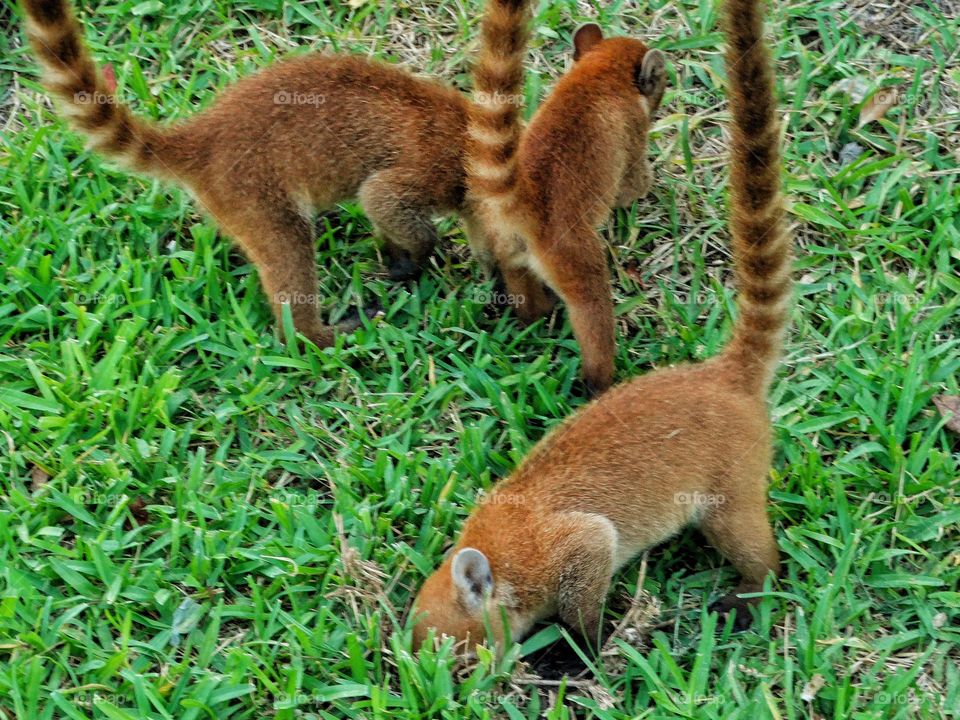 Family Of Coati
