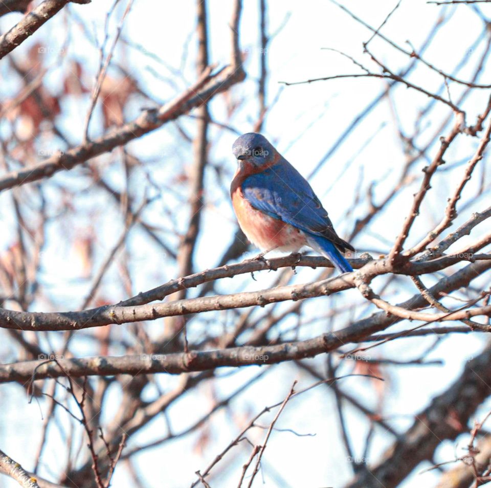 beautiful bird in tree
