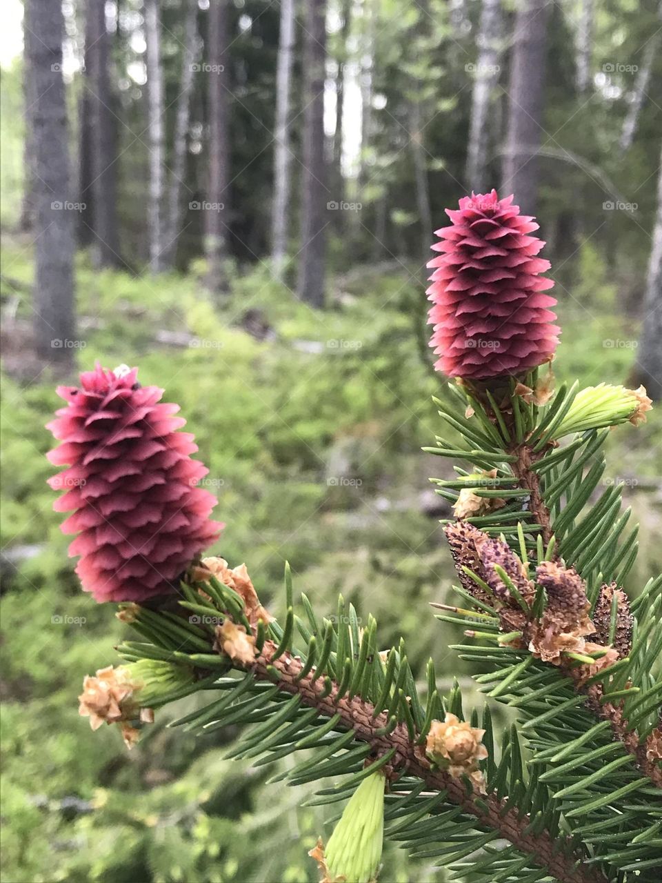 Forest pine cones