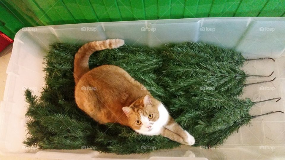 Cat in Box. My cat in Christmas tree box.