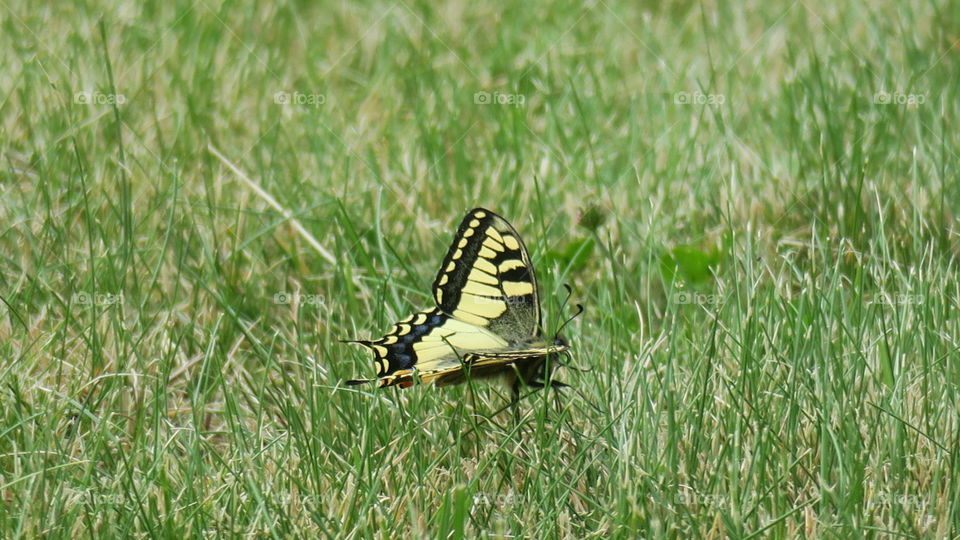 Swallowtail 