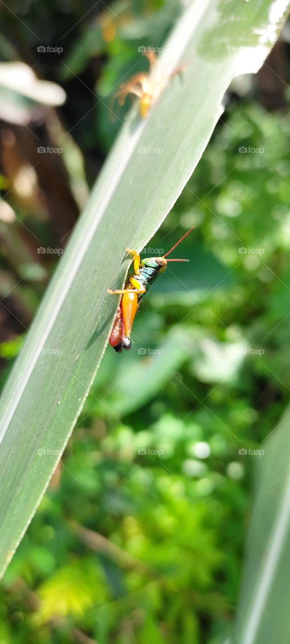 color grasshopper