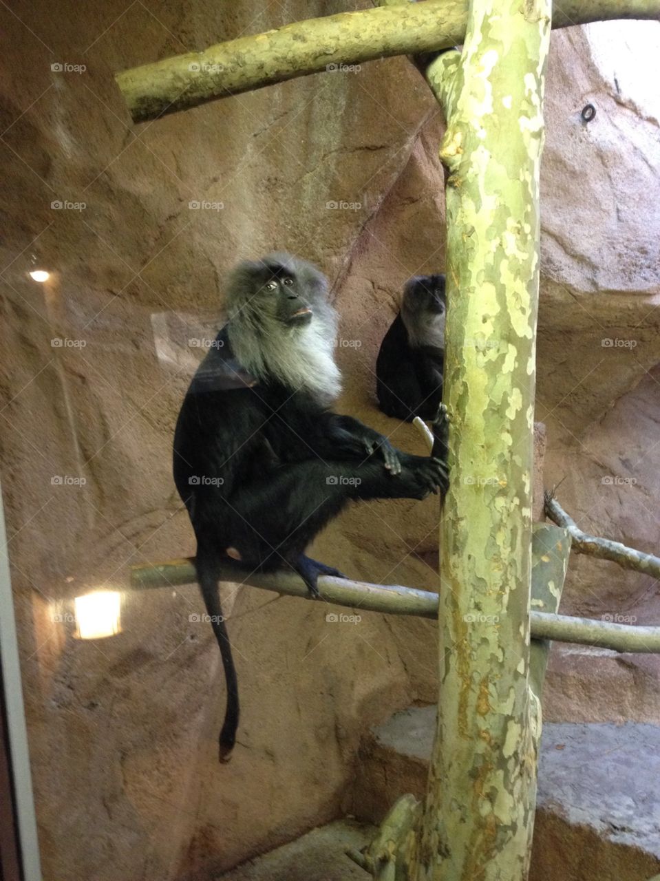 Inquisitive monkey 
