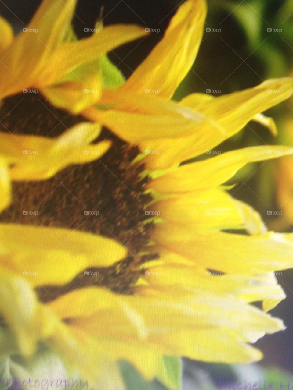 Sunflower . I