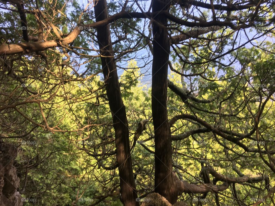 Tree, Wood, Nature, Landscape, No Person