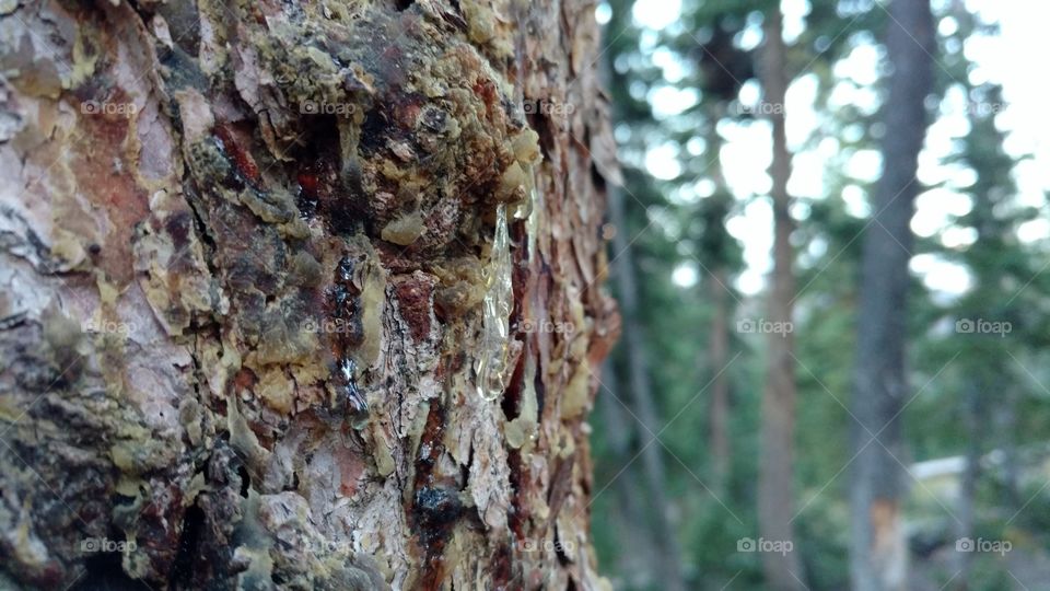 tree sap oozing out
