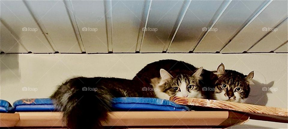 “Linda” and “Roukey”, sister and brother cats who live in a beautiful one story house in “Bavaria”, Germany are resting on top of a wardrobe right beneath the ceiling. This has become one of their favorite places. 2023. Hypnotic Productions