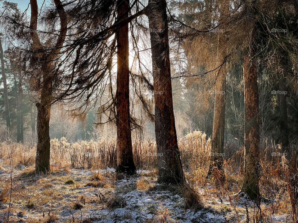 Winter landscape in sunny forest in December 