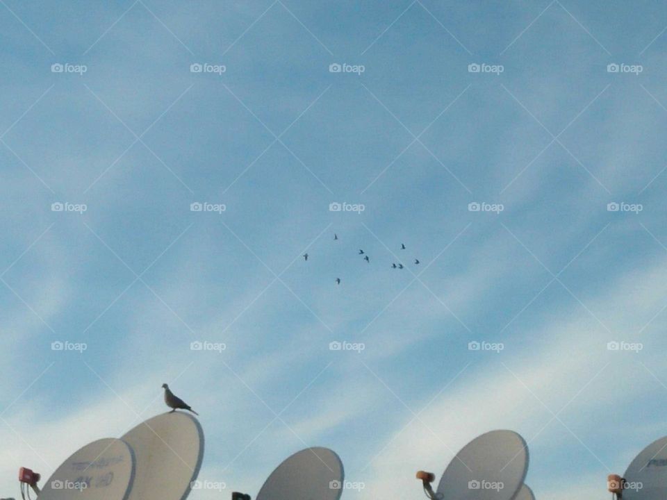 Beautiful dove birds on antenna and flock of pigeons flying cross the sky