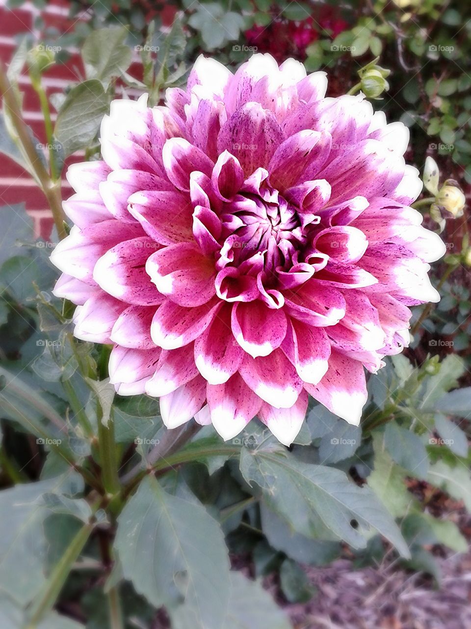 Dinner plate Dahlia. Large and in charge in my neighbor's garden.