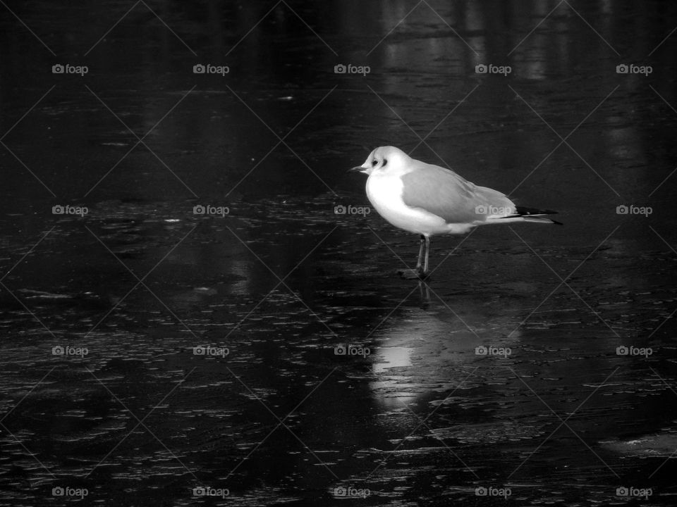 Black headed gull on ice, Chantry Park, UK