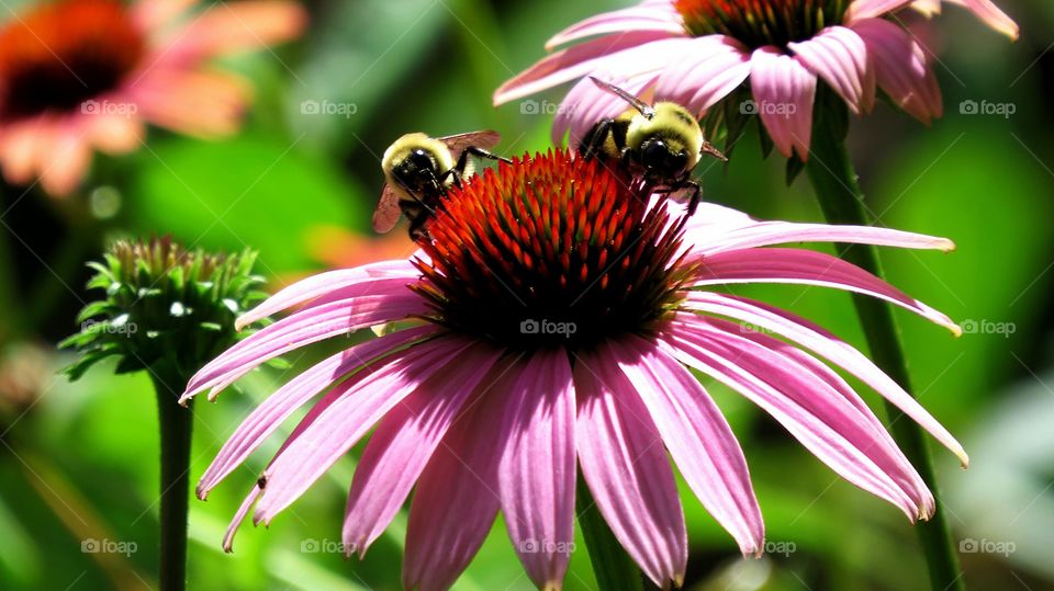 Two bees on a Coneflower