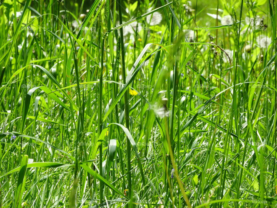 inside a meadow - wild grass