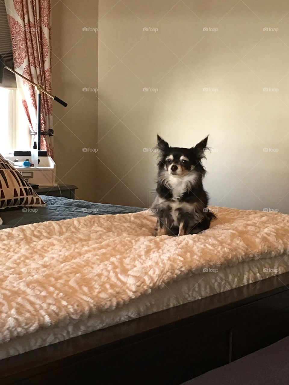 Judgmental Chihuahua 