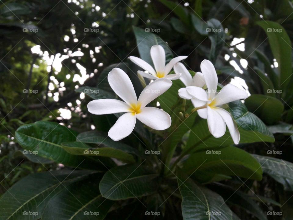 Nature beauty white flower
