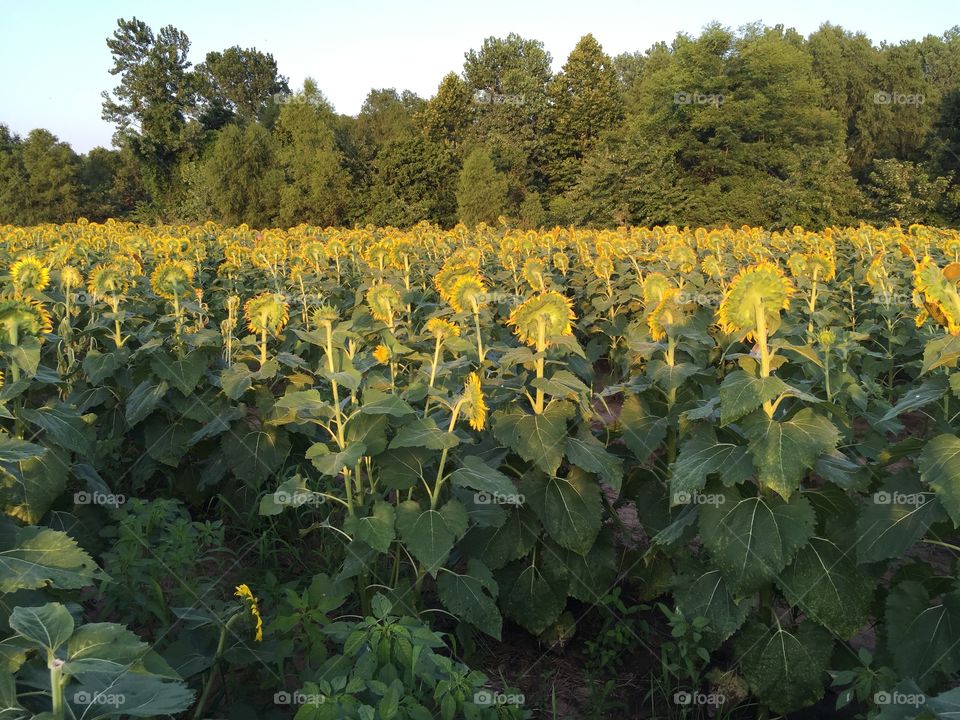 Sunflower field