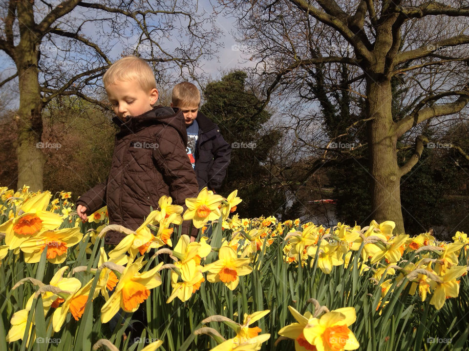 yellow springtime kids daffodils by bob54