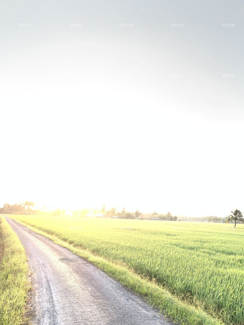 Pathway in Paddy field
