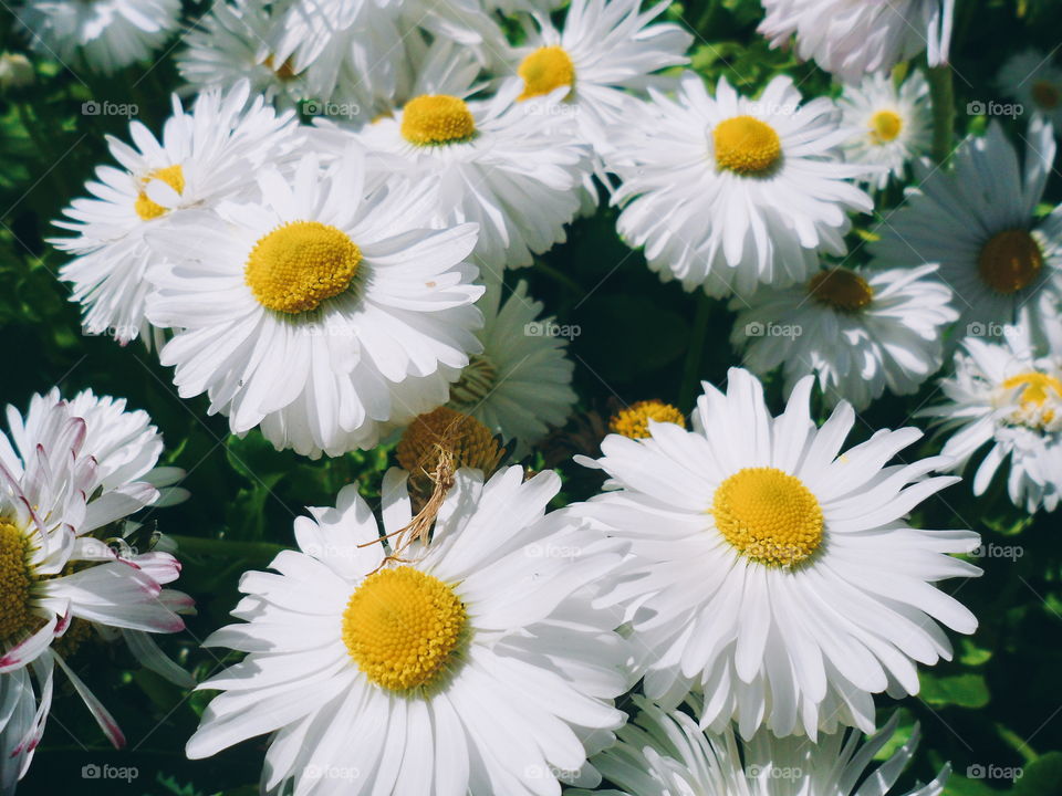 Chamomile