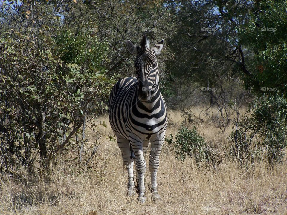 Zebra in the bush