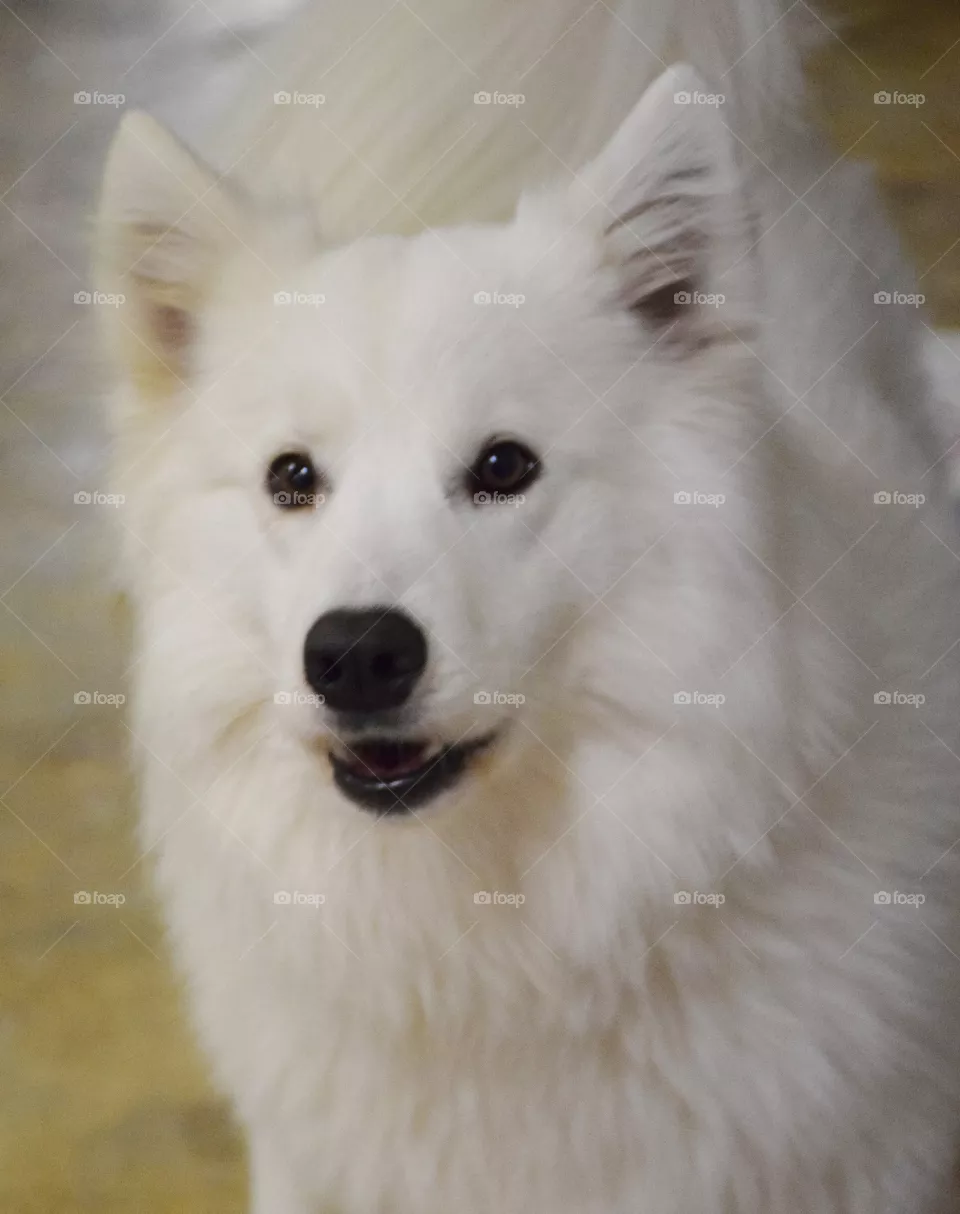 dog