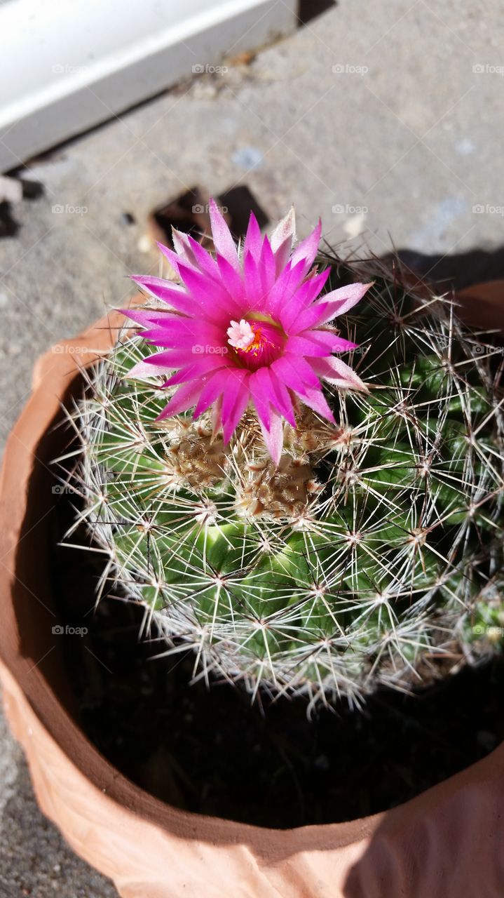 Cactus in Bloom