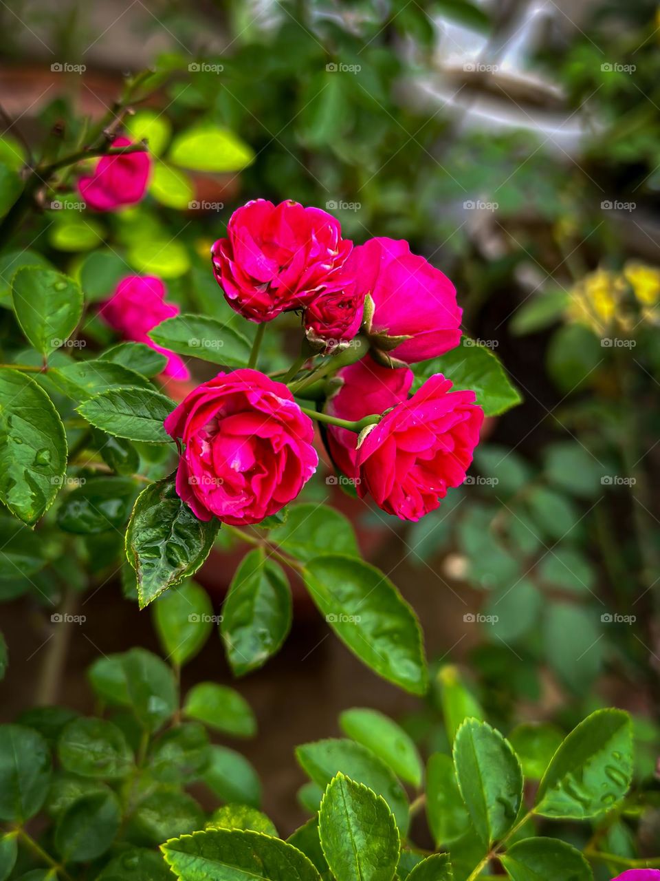 Portrait of roses