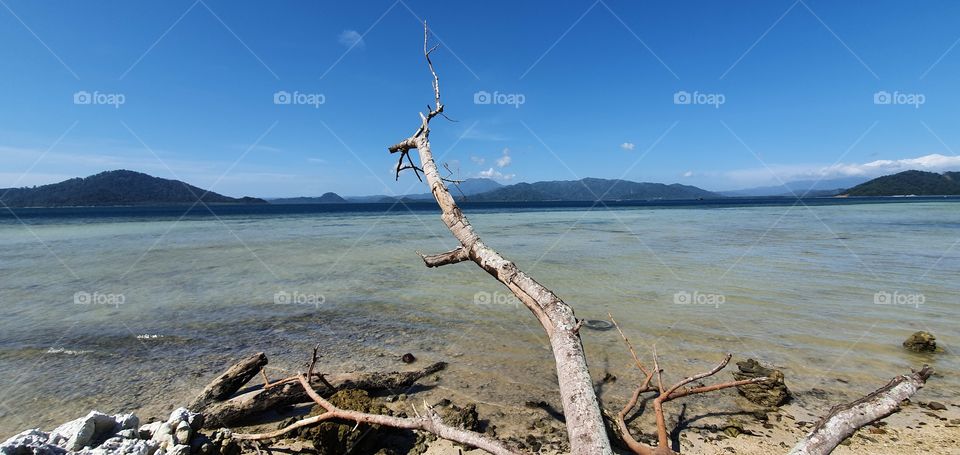 Dried trees along the beach
